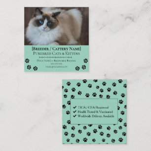 Carte De Visite Carré Éleveur de chats Ragdoll personnalisable