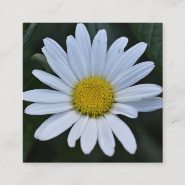 Carte De Visite Carré Fleur de marguerite jaune blanc marguerites Nature (Devant)