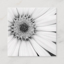 Fleur monochrome de marguerite africaine