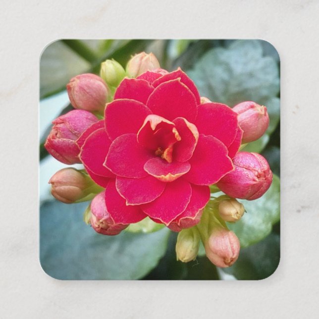 Carte De Visite Carré Fleur Rouge Kalanchoe (Devant)