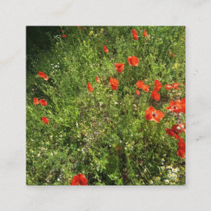 Carte De Visite Carré Jardin de fleurs sauvages de coquelicots rouges Ph