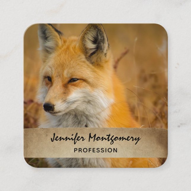 Carte De Visite Carré Jote Red Fox Wilderness Nature Photographie (Devant)