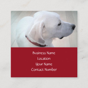 Carte De Visite Carré Profil de chien mix Labrador blanc mignon de la Ro