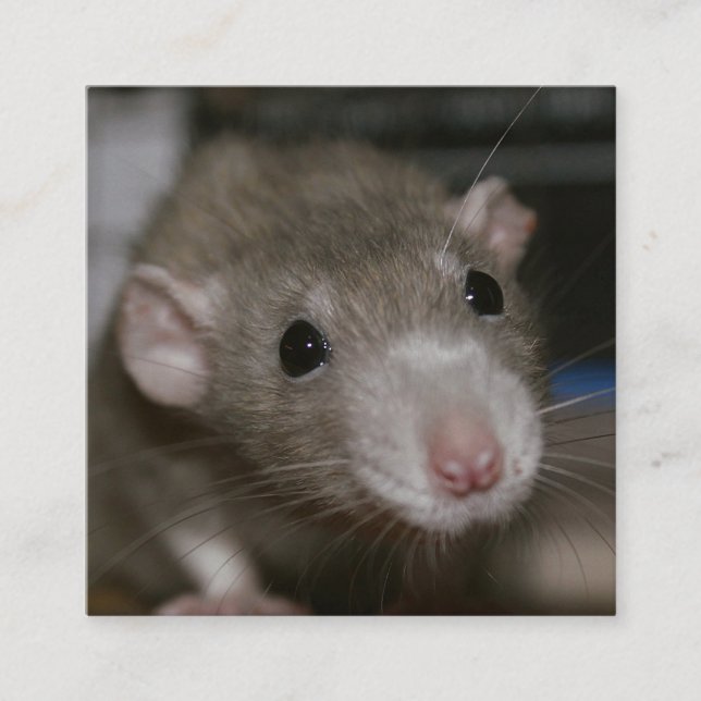 Carte De Visite Carré Rat curieux (Devant)