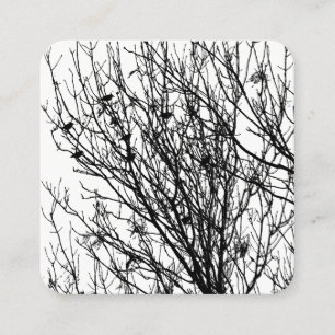 Carte De Visite Carré Starlings dans un arbre - Noir sur Blanc