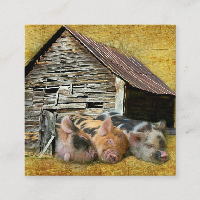 Carte De Visite Carré Trois Petits Cochons À La Grange Rustique Snoozing (Devant)