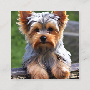 Carte De Visite Carré Yorkshire Terriers, ou "Yorkies" comme ils sont Af