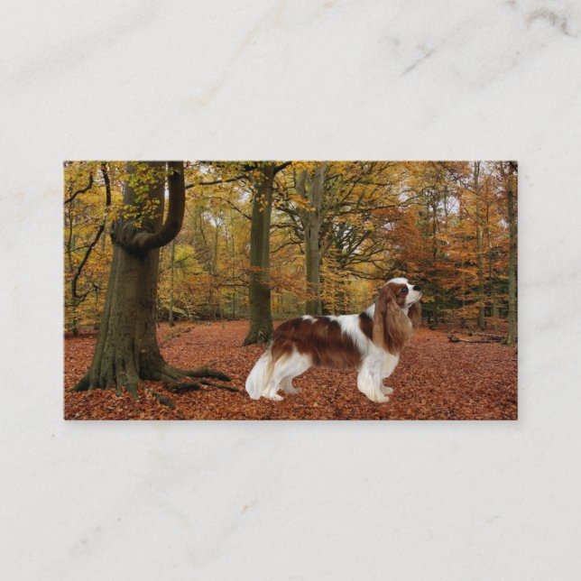 Carte de visite cavalier de Breede d'épagneul du (Devant)