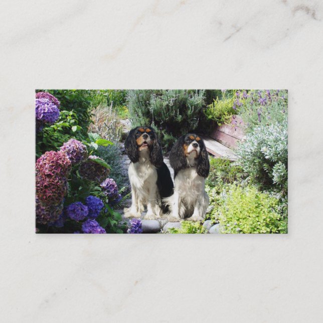 Carte de visite cavalier de Breede d'épagneul du (Devant)