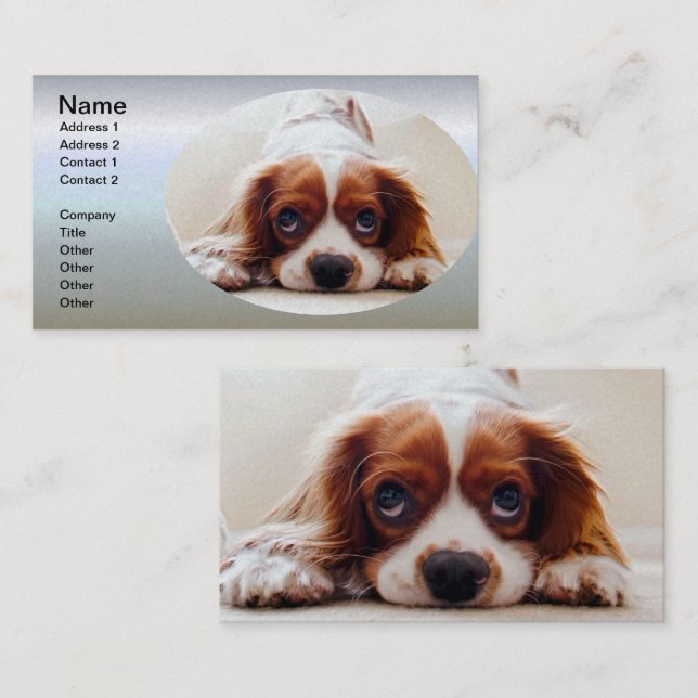 Carte De Visite Cavalier King Charles Spaniel (Devant / Derrière)