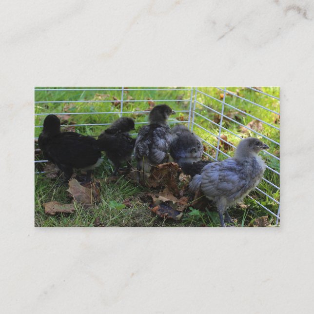 Carte De Visite Ce qui est - bout de poulet (Devant)