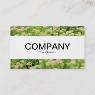 Carte De Visite Centre Band - Sedum (Joie d'Automne)