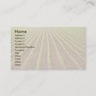 Carte De Visite Champ de maïs