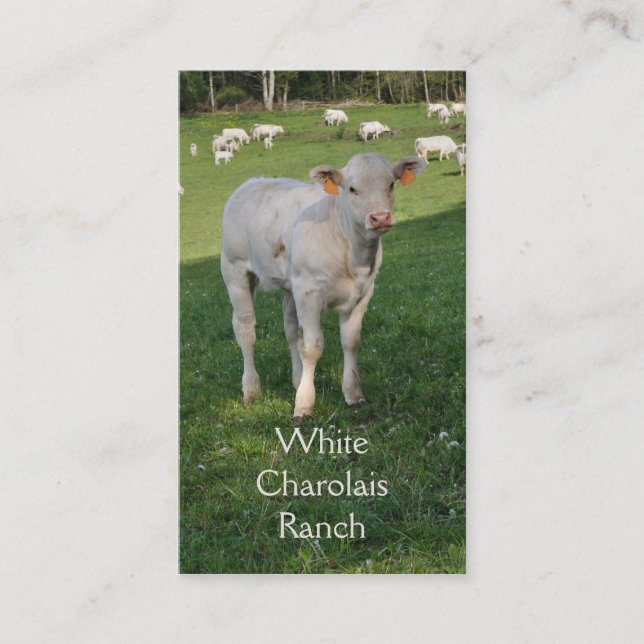 Carte De Visite Cheptels bovins du charolais avec le veau (Devant)
