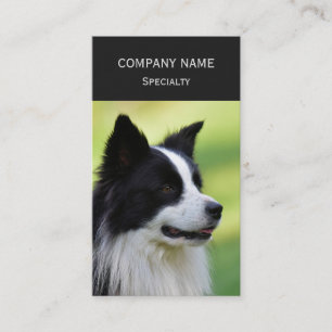 Carte De Visite Chien de berger border collie noir et blanc