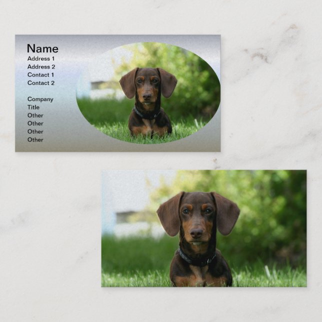 Carte De Visite Chiot Brown Dachshund (Devant / Derrière)