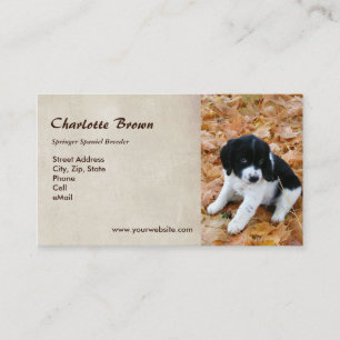 Carte De Visite Chiot de springer spaniel