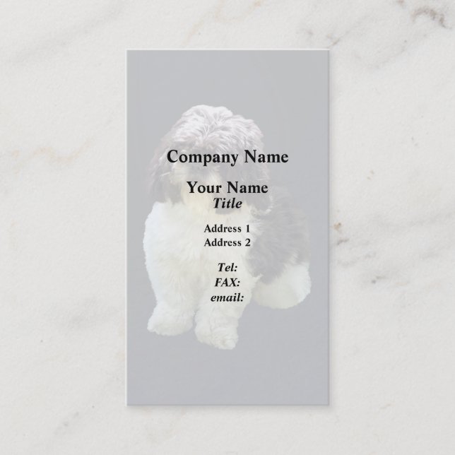 Carte De Visite Chiot Shih Tzu Adorable (Devant)