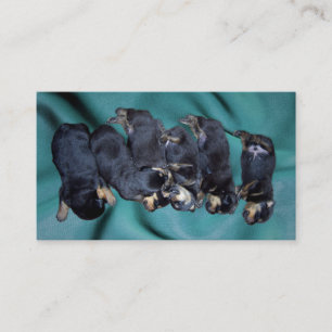 Carte De Visite chiots principaux somnolents de rottweiler