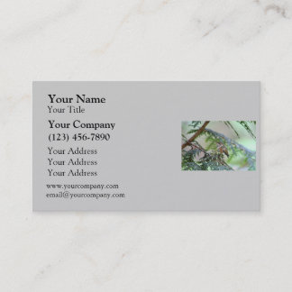Carte De Visite Colibri de bébé collant sa langue