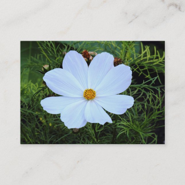 Carte De Visite Cosmos blancs (Devant)