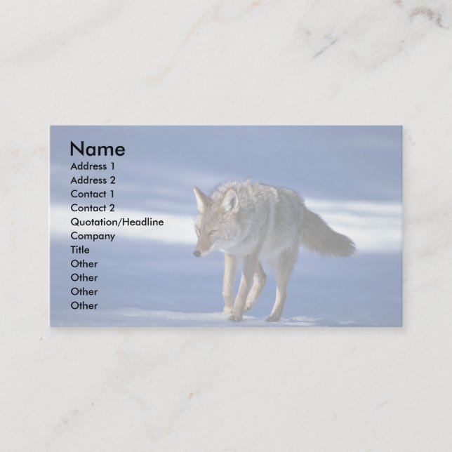 Carte De Visite Coyote sur la neige (Devant)