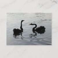 Cygnes noirs saluant