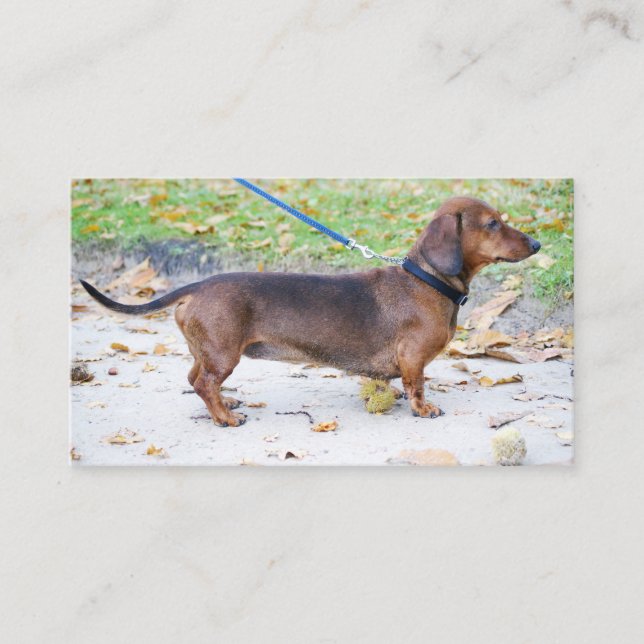 Carte De Visite dachshund sanglier plein (Devant)