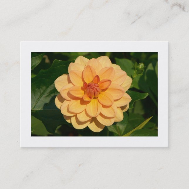 Carte De Visite Dahlia 'David Howard' (bordé) (Devant)