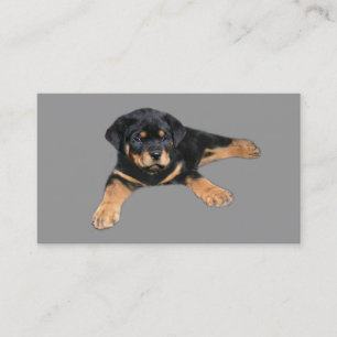 Carte de visite d'amant de rottweiler