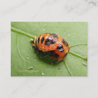 Carte De Visite ~ de calendrier de chrysalides de coccinelle