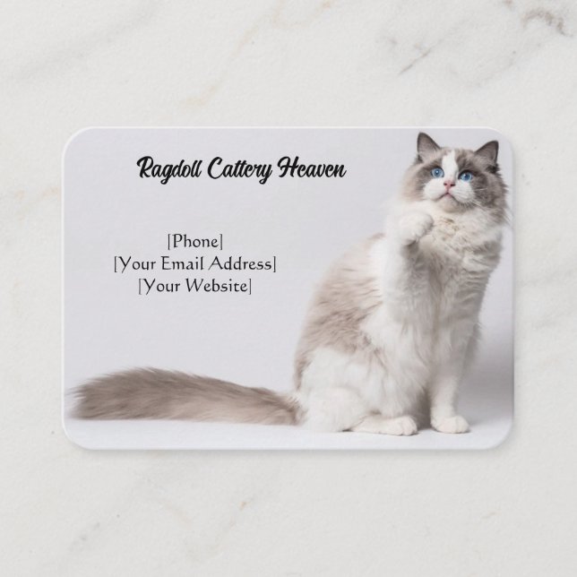 Carte de visite de cattages Ragdoll personnalisabl (Devant)