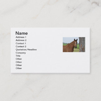 Carte de visite de cheval