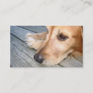 Carte de visite de golden retriever