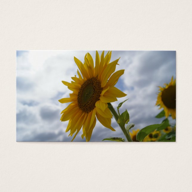 Carte de visite de la gloire de tournesol (Devant)