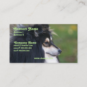 Carte de visite de Sheltie