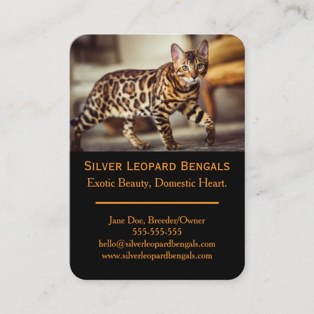 Carte de visite d'éleveur de chats Bengal de luxe  (Devant)