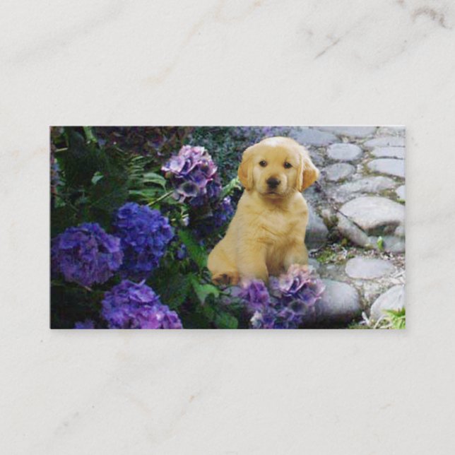 Carte de visite d'éleveur de golden retriever (Devant)