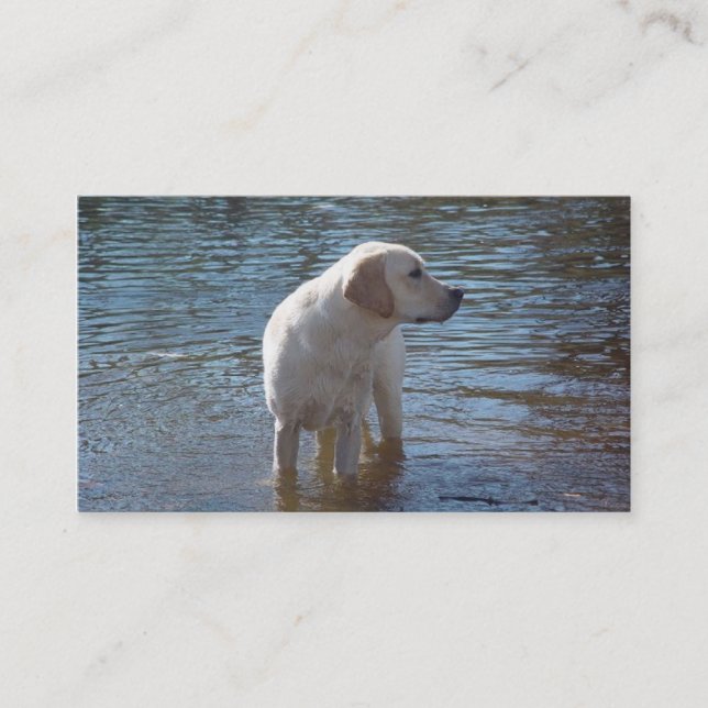 Carte de visite d'éleveur de labrador retriever (Devant)