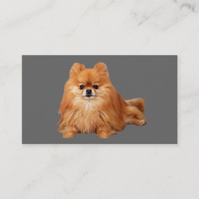 Carte de visite d'éleveur de Pomeranian (Devant)
