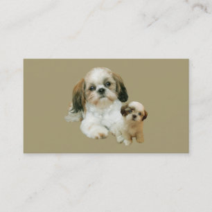 Carte de visite d'éleveur de Shih Tzu