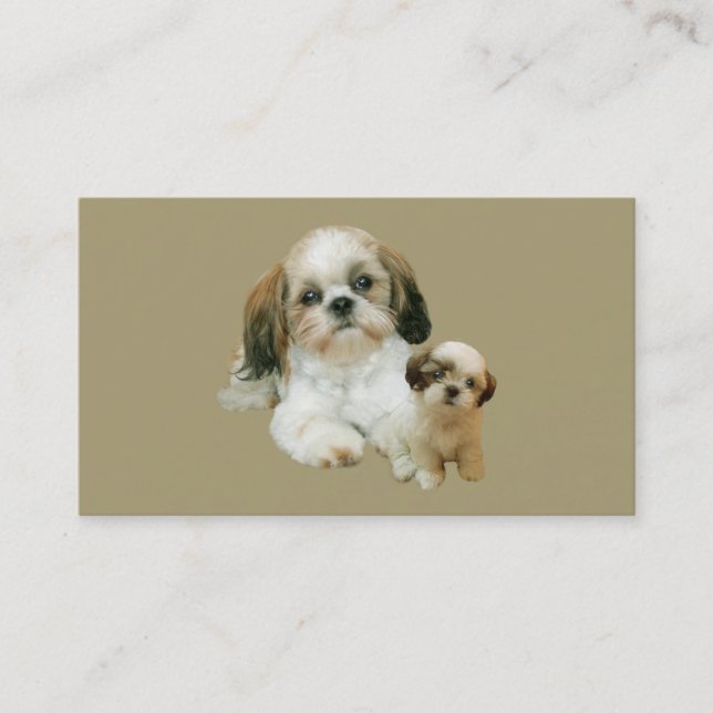 Carte de visite d'éleveur de Shih Tzu (Devant)