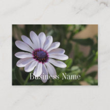 Carte de visite d'Osteospermum