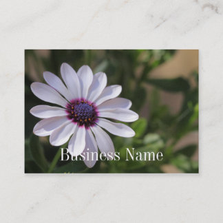 Carte de visite d'Osteospermum