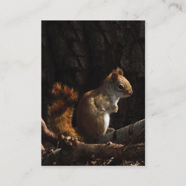 Carte De Visite Écureuil dans un patch de l'ATC solaire (Devant)