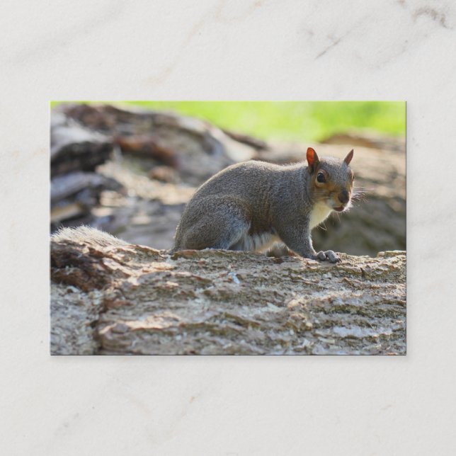 Carte De Visite Écureuil gris (Devant)