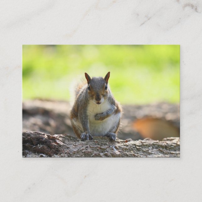 Carte De Visite Écureuil gris (Devant)
