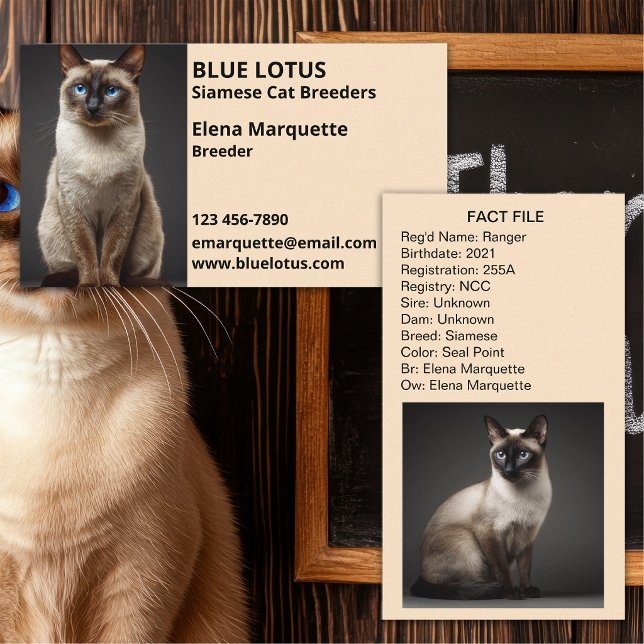 Carte De Visite Élevage Félin Professionnel, Éleveurs de Chats Sia (Créateur téléchargé)