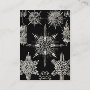 Carte De Visite Ernst Haeckel Acanthophracta