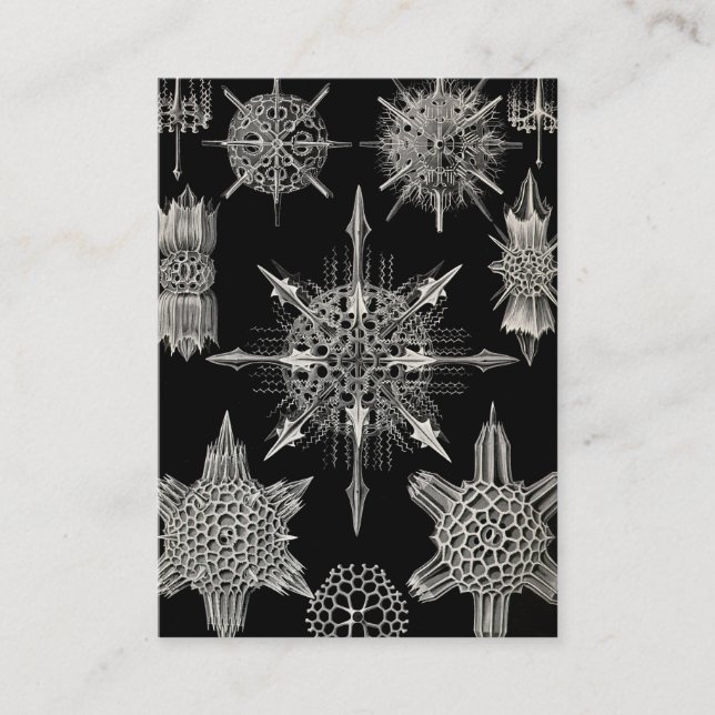 Carte De Visite Ernst Haeckel | Acanthophracta (Devant)